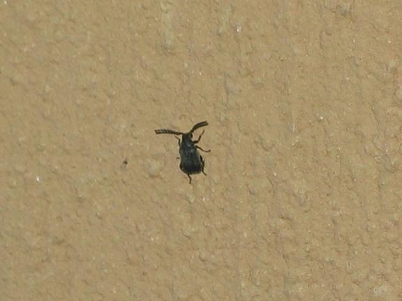 Bruchidius sp.